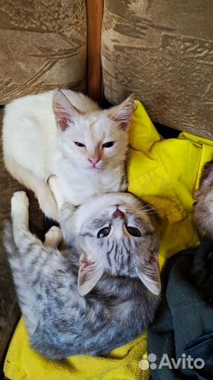 Кошка в дар