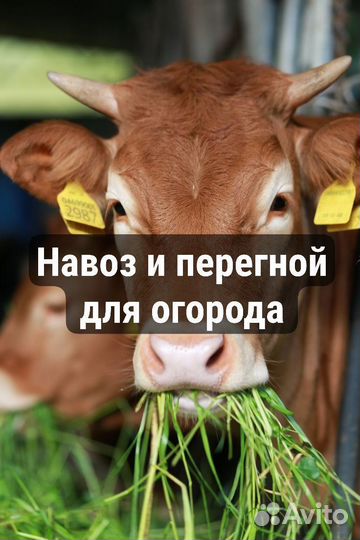 Навоз и перегной (коровий)