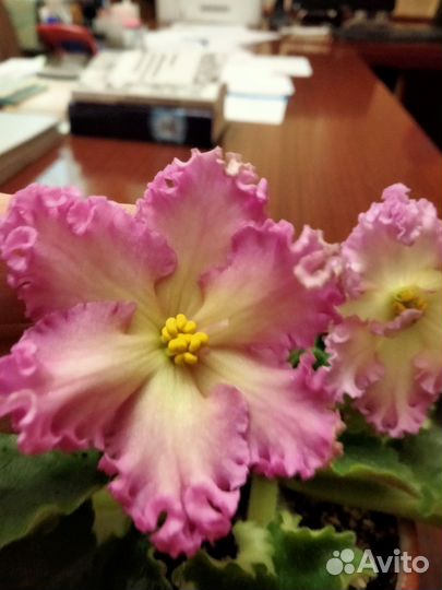 Сортовые фиалки