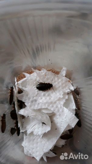 Мадагаскарские шипящие тараканы