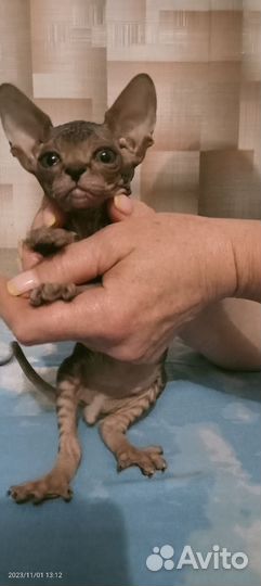 Котята Канадский сфинкс