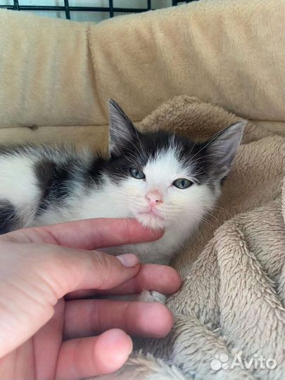 Котёнок мальчик в добрые руки