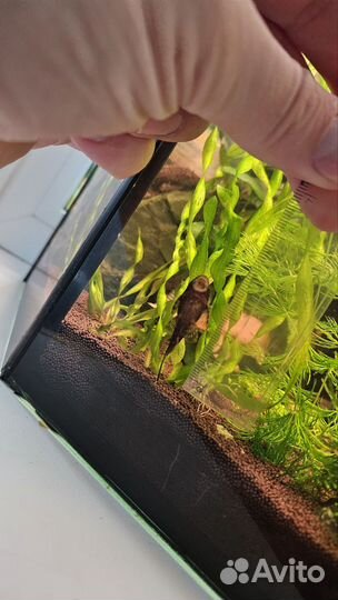 Сомики анцитрусы