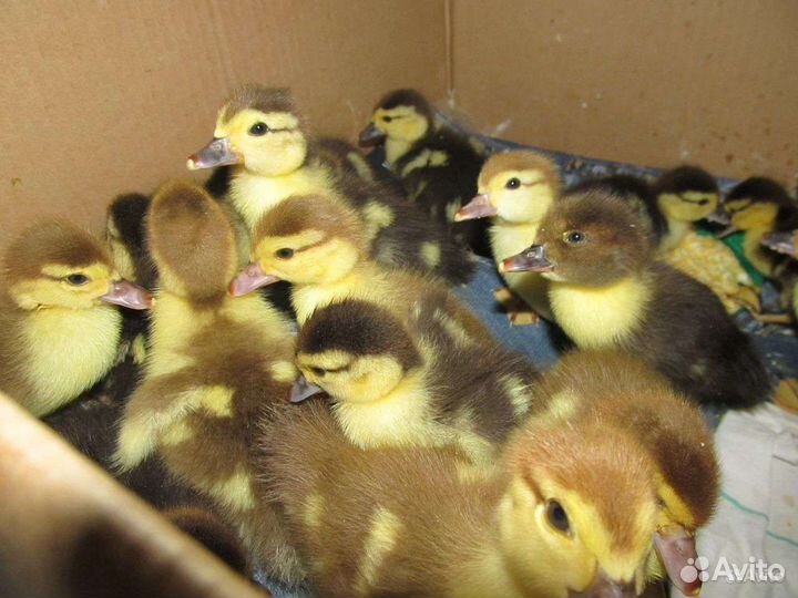 Утята мускусной утки