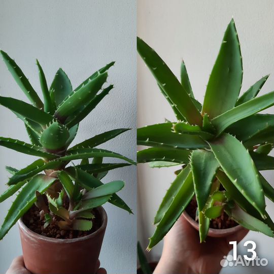 Суккуленты (Обновлено 17.09)