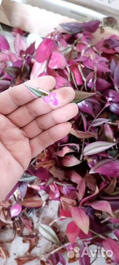 Традесканция