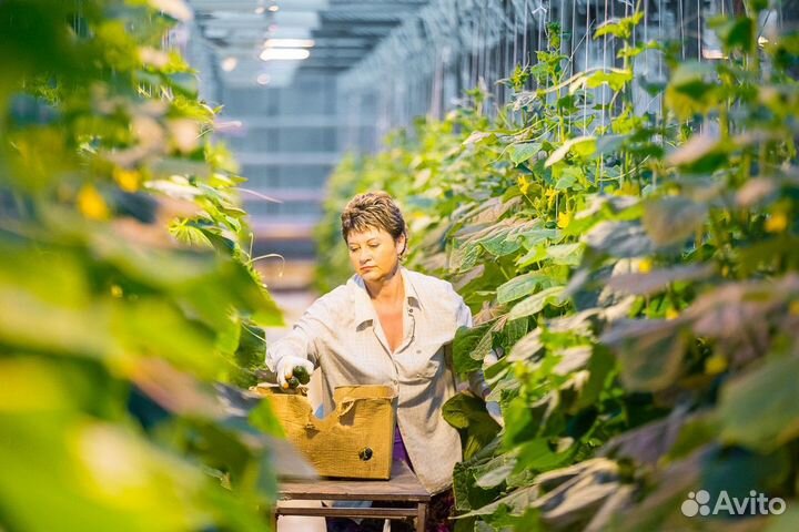 Фасовщики на овощебазу/ вахта с проживанием