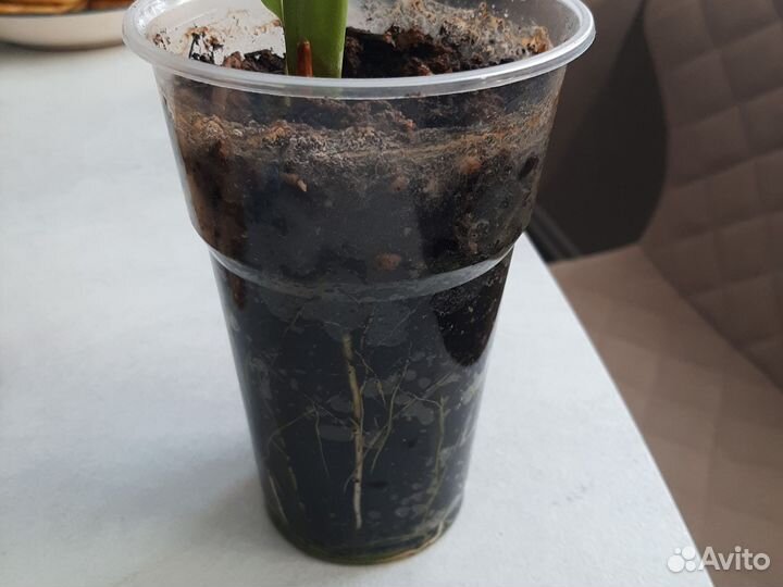 Спатифиллум