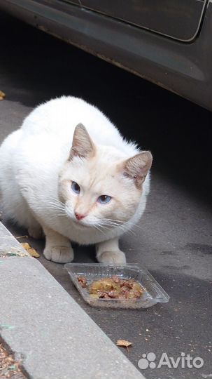 Породистый кот на улице