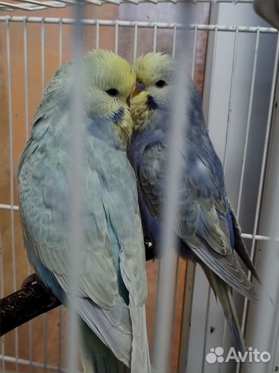 Попугай радужный ввп