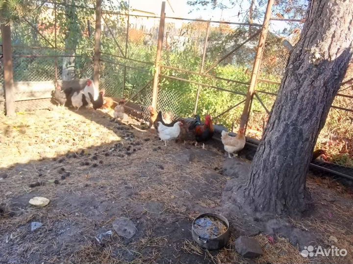 Курица домашняя