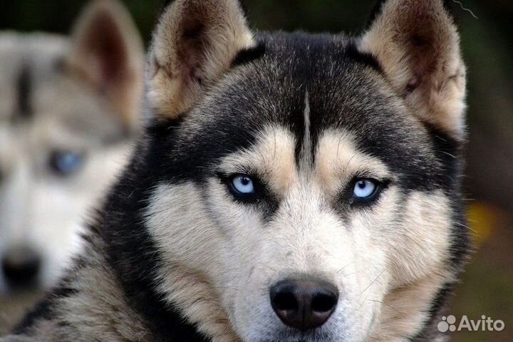 Отдам породистую собаку