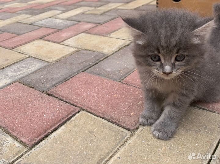 Котята в добрые руки бесплатно