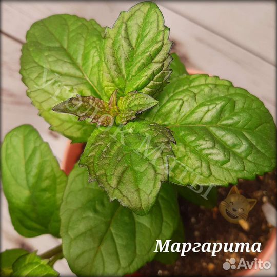 Мята разных вкусов, очень много сортов. Саженцы