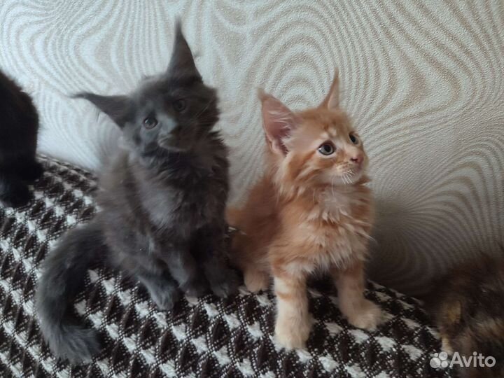 Котята мейн-кун
