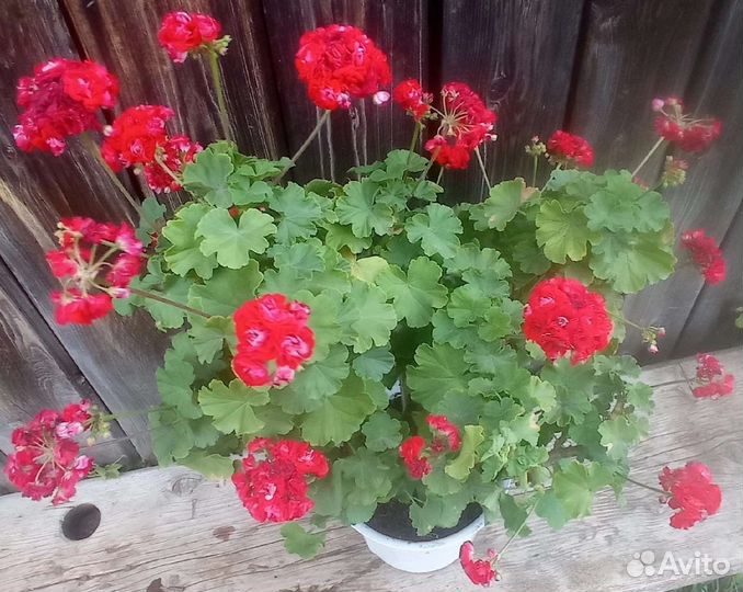 Пеларгония герань