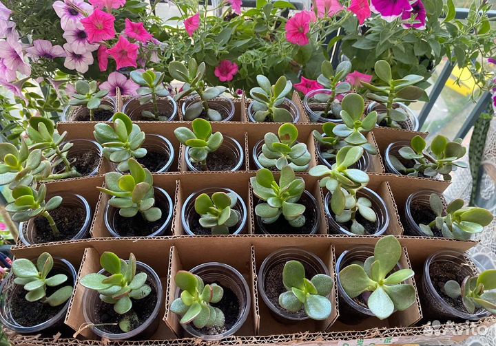 Крассула толстянка денежное дерево