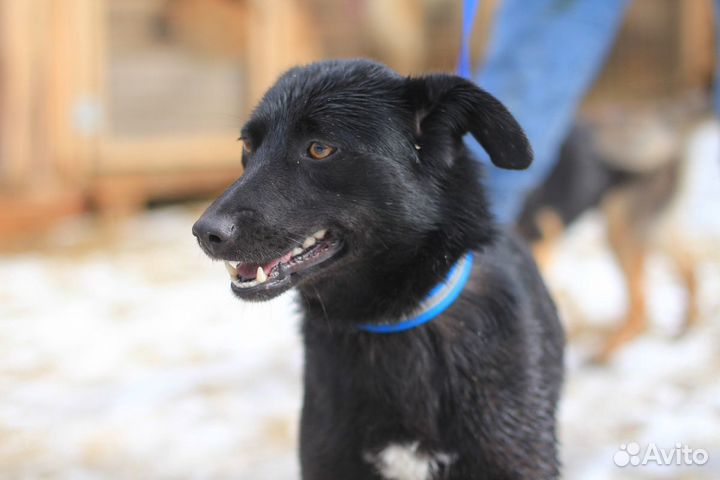 Поли ищет дом