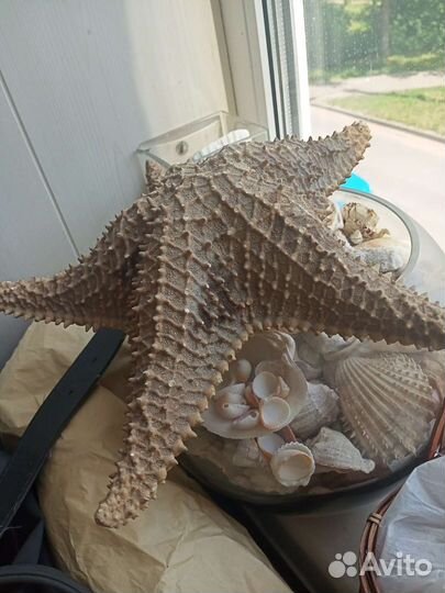 Морские ракушки раковины Пушкин