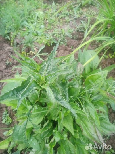 Эхинацея саженцы