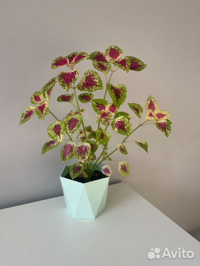 Комнатное растение колеус
