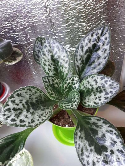 Хирита примулина