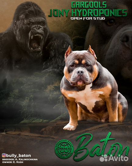 Американский булли вязка