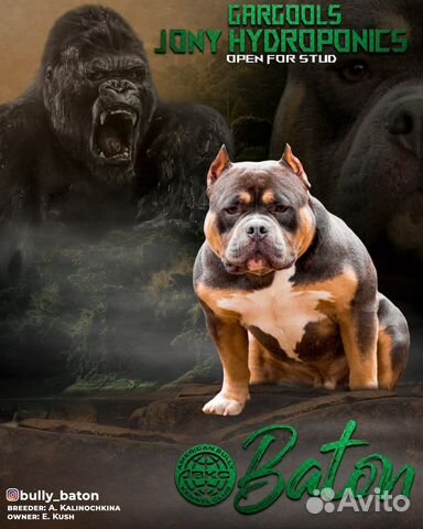 Американский булли вязка