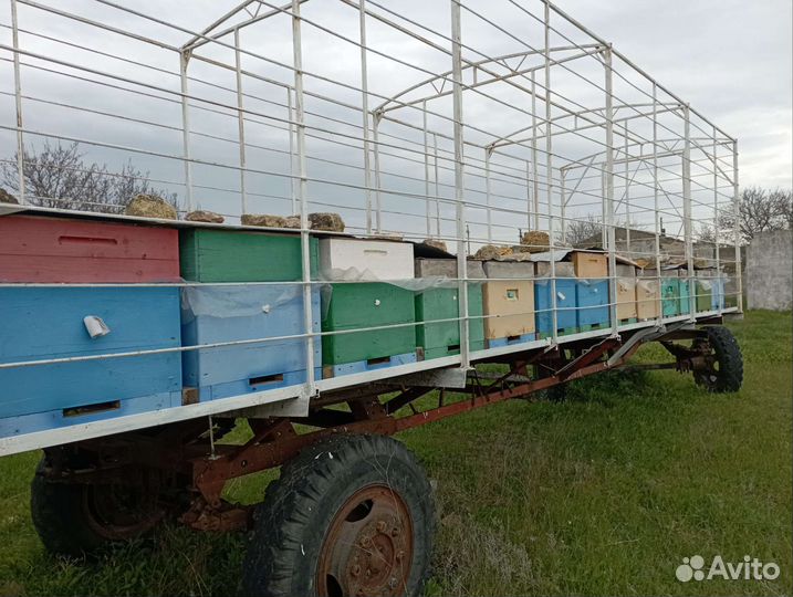 Пчелы пасека