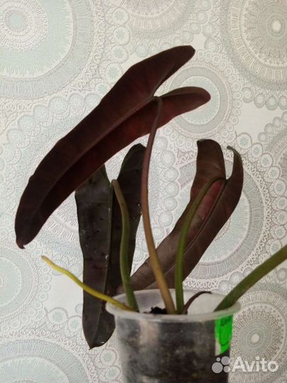 Монстера, филодендрон Plowmanii и др