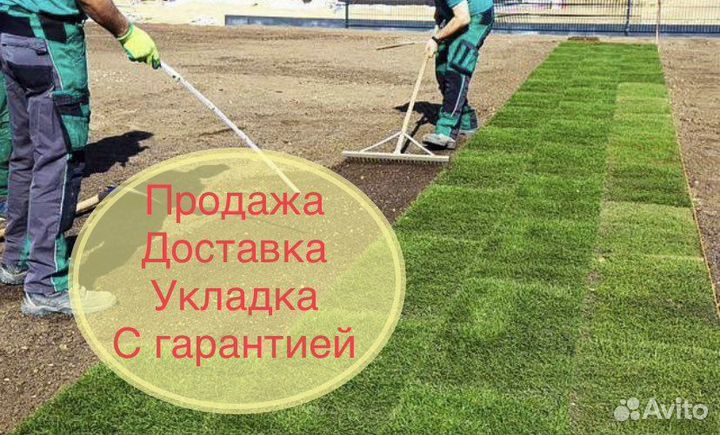 Рулонный газон «Премиум» с укладкой