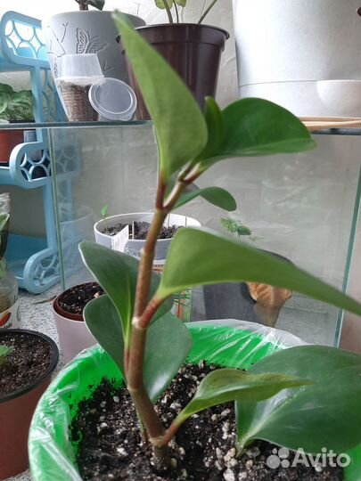 Пеперомия туполистная