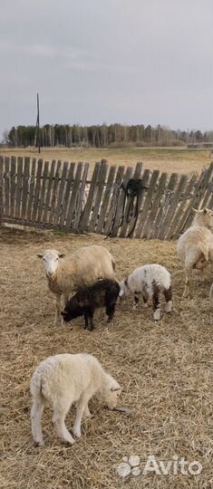 Продам овец
