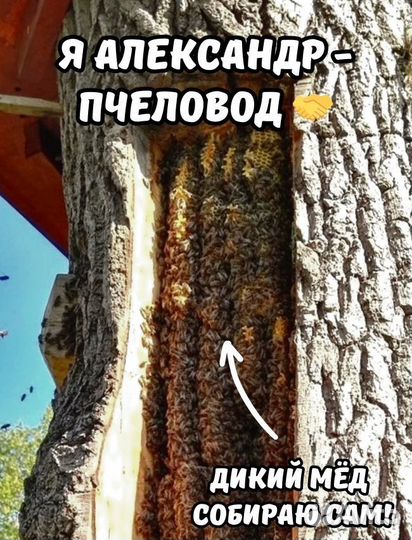 Дикий бортевой мед + доставка и 2 меда в подарок