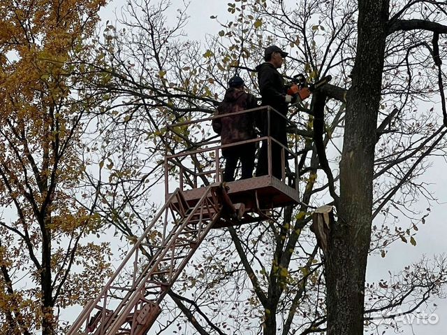Спил деревьев во владимире. Спил деревьев во владимире