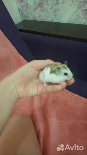 Джунгарский хомяк