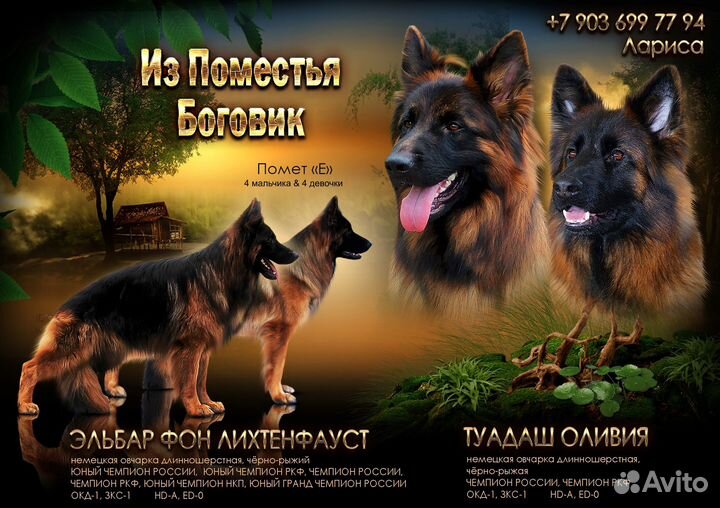 Шикарный д/ш щенок немецкой овчарки