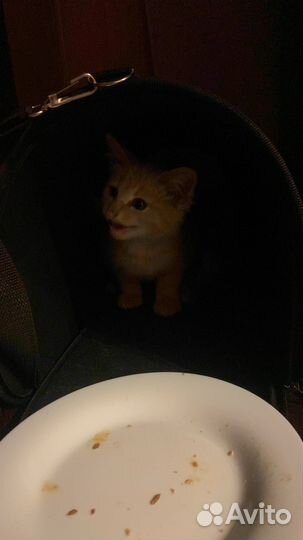 Рыжий котенок в добрые руки бесплатно