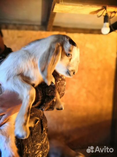 Обезроживаю козлят