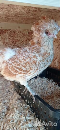 Яйцо, цыплята, куры несушки, петухи