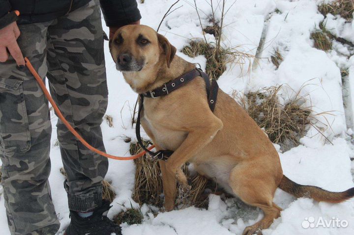 Собака Альфа в добрые руки