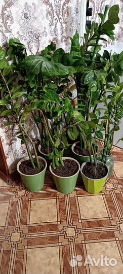 Замиокулькас