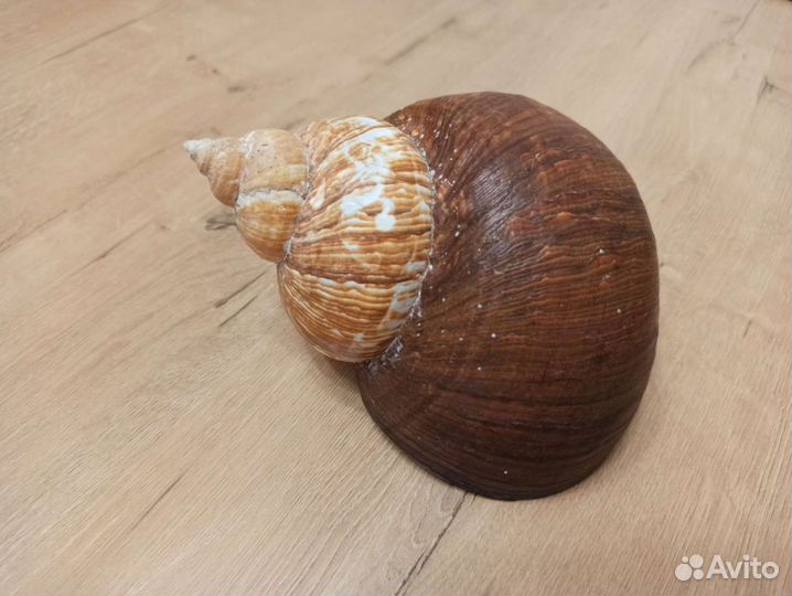 Морская раковина