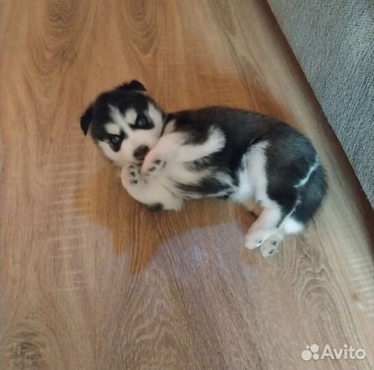 Щенки сибирской хаски