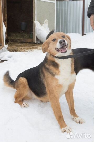 Собака Маркиза