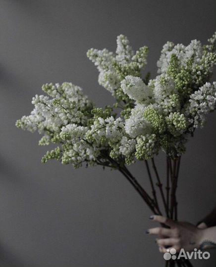 Сирень Букеты из сирени с доставкой