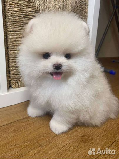 Померанский шпиц