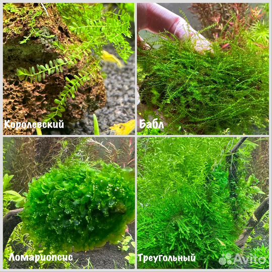 Аквариумные мхи и папоротники