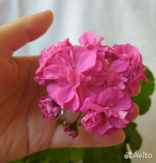 Пеларгония герань