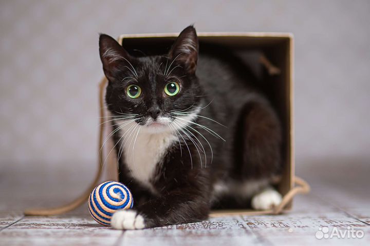 Молодая кошечка Вивьен ищет дом